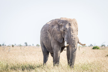 Fototapeta na wymiar Elephant in the grass in the Kruger National Park.