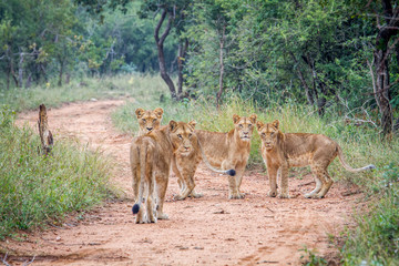 Naklejka premium Starring group of young Lions in the Kapama Game Reserve.