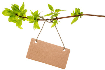 Tree branch with blank tag,isolated