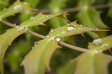 Dews on Green Branch