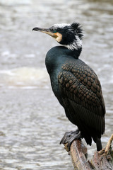 Cormorant