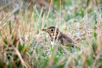 song thrush in the grass