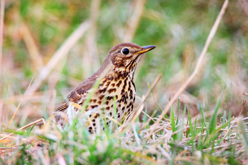 Fototapeta premium song thrush in the grass
