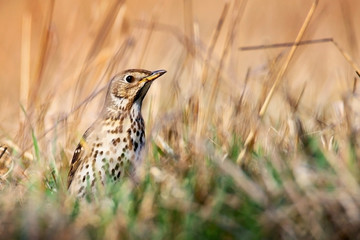 song thrush in the grass