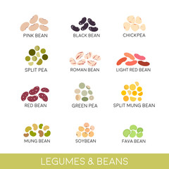 Beans and legumes Set. Vector illustration isolated on white background