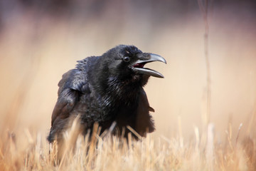 raven in the grass
