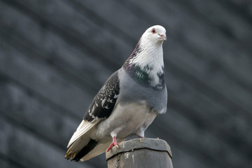 Cute pigeon bird