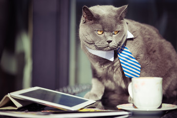 Business cat after the meeting