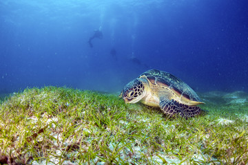 Fototapeta premium Green Turtle on the sea bed eating seagrass.