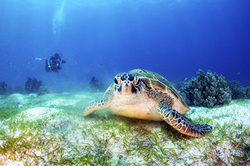 Naklejka na ściany i meble Green Turtle on the sea bed with a diver in the background.