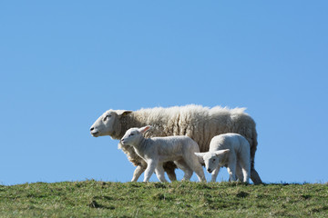 Fototapeta premium Group of lambs and sheep in front of blue sky