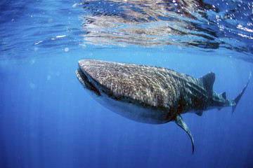 Whale shark swimming in crystal clear ocean water.