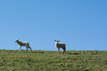 Two lambs on dike