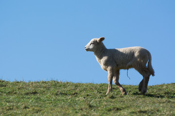 Fresh born lamb on dike in front of blue sky