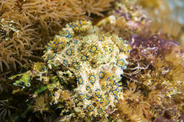 Naklejka na ściany i meble A deadly blue-ringed Octopus displays its warning colours on a tropical coral reef.