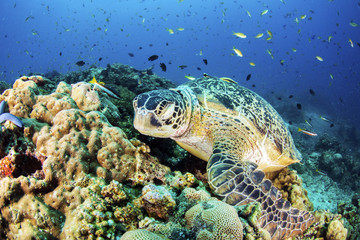 Naklejka na ściany i meble Green Turtle on the sea bed amongst the coral.