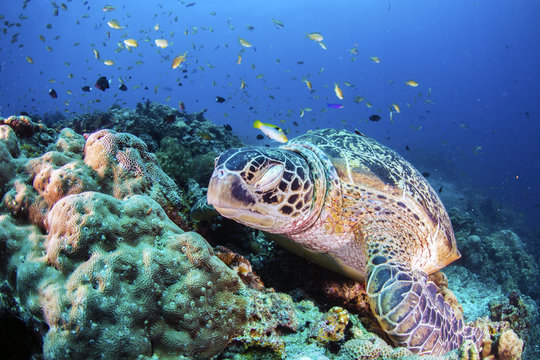 Green Turtle on the sea bed amongst the coral.