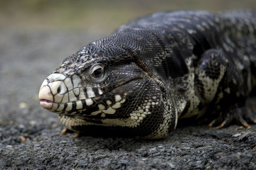 a Large Australian Lizard - Goanna