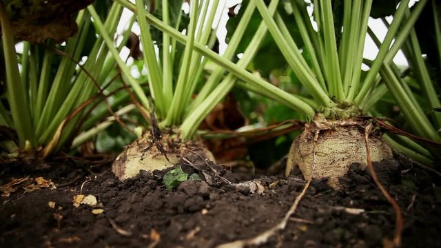  Growing up plants of sugar beet with a ripe root vegetables.