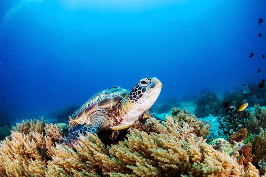 Green Turtle on the sea bed amongst the coral.