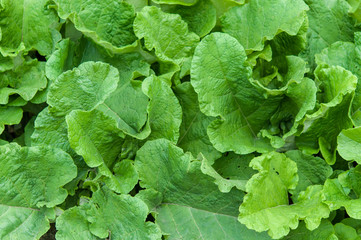 Green leaves for background