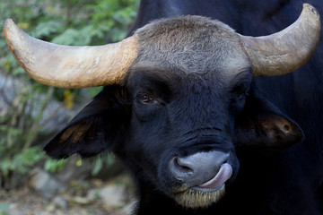 Fototapeta premium the bull