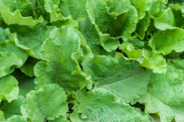 Fototapeta premium Green leaves for background