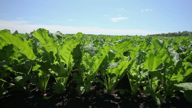 The cultivation of sugar beet. Field of ripening sugar beet.