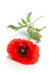 beautiful poppy isolated on white