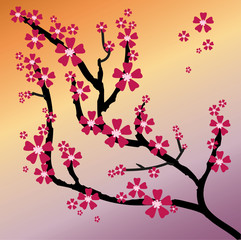  blossoming Oriental cherry against