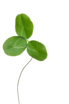 three-leaf clover for good luck isolated on white background