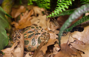 Obraz premium Frog tropical reptile amasonia jungles animal
