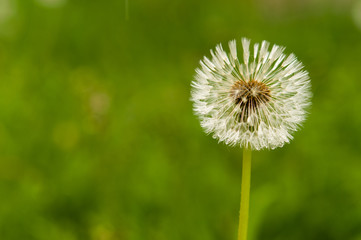 wet dandelion seed with drops
