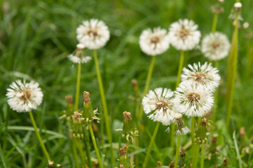 wet dandelion seed with drops