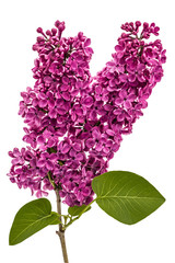 Twig purple lilac, Syringa vulgaris, isolated on white backgroun © kostiuchenko