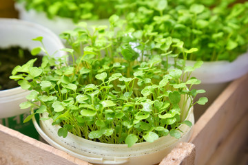 Young sprouts in a pot