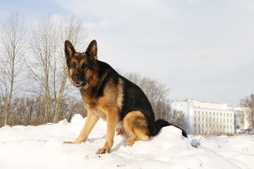 German shepherd dog on snow in winter day