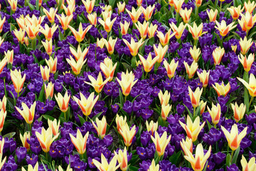 field with tulips and crocuses