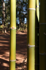 Green bamboo background.