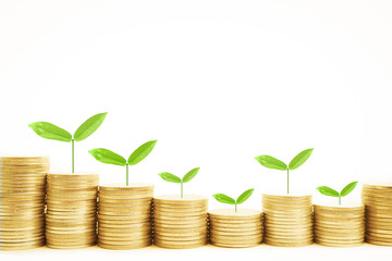 Growing plant on row of coin money isolate on white background for finance and banking concept


