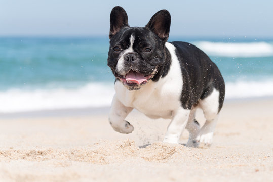 French bulldog on the beach