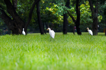 White Heron in Park