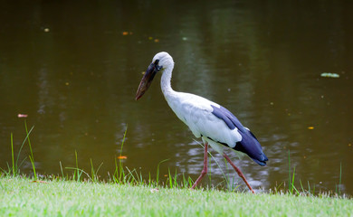 White Heron in Park