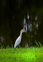 White Heron in Park