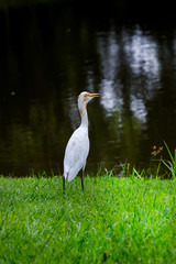 White Heron in Park