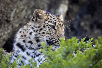 Amur Leopard, Panthera pardus orientalis, is probably the most beautifully colored leopard