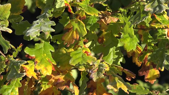 Oak tree colorful leaves with frost rime move in wind in beautiful autumn morning. Static closeup shot. 4K
