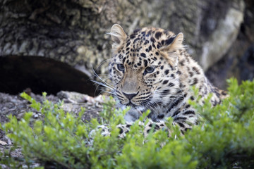 Amur Leopard, Panthera pardus orientalis, is probably the most beautifully colored leopard