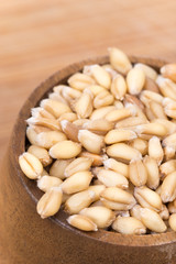 Closeup macro wheat grains background agriculture