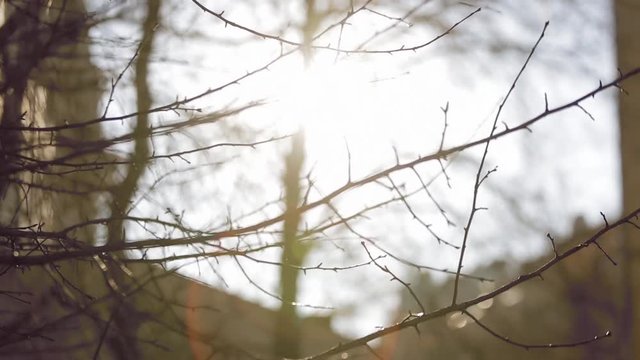Close up handheld shot of naked tree  against sun flares. Rack focus. Springtime.